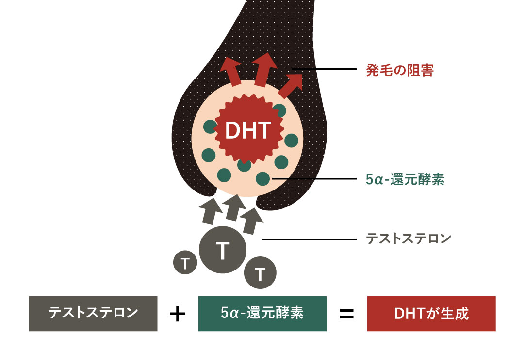 プロペシア（フィナステリド）の効果のメカニズム