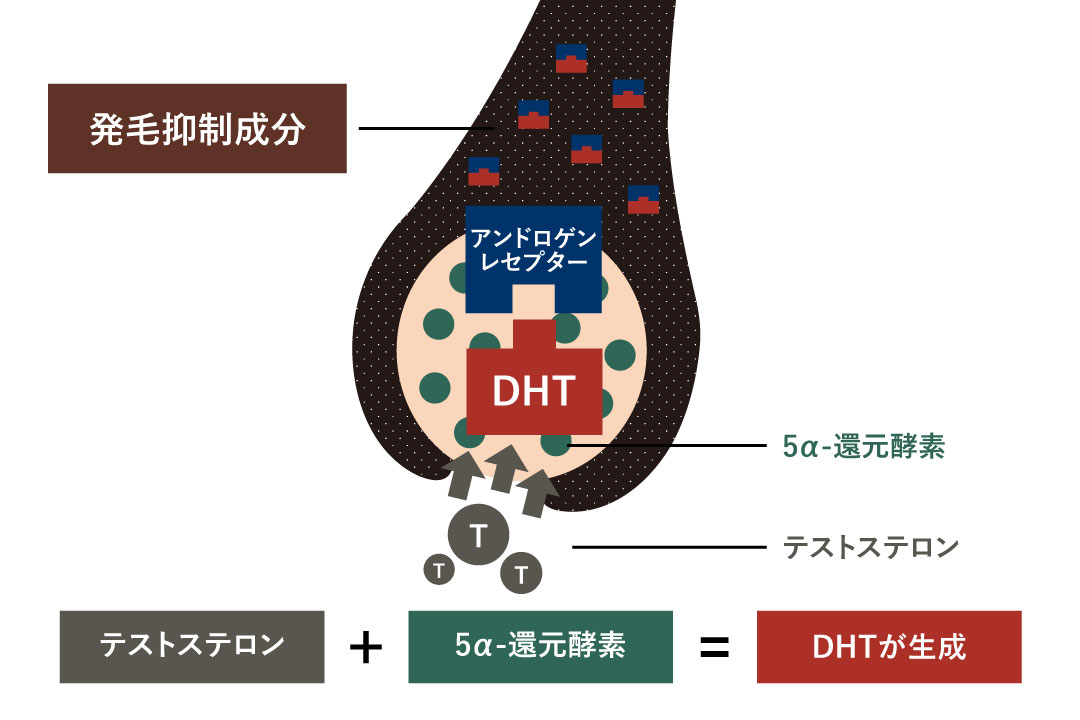 DHTとアンドロゲンレセプター