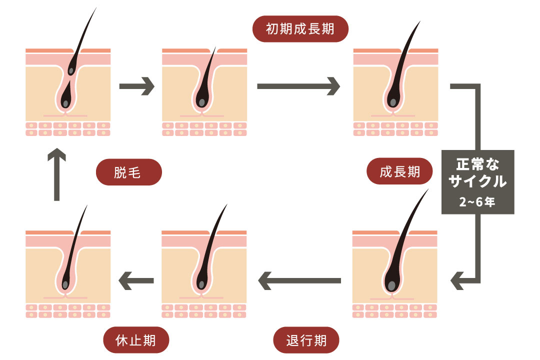 通常のヘアサイクル