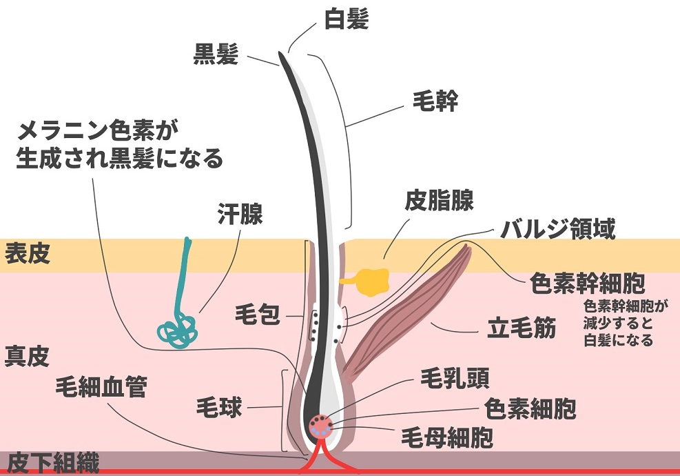 白髪になるメカニズムについて