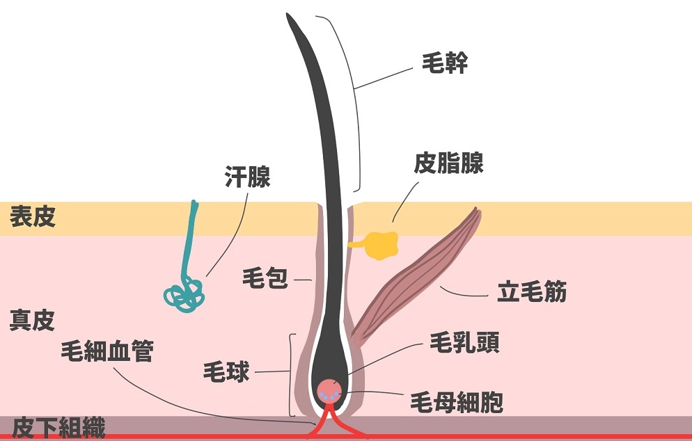 毛髪が作られるメカニズムについて